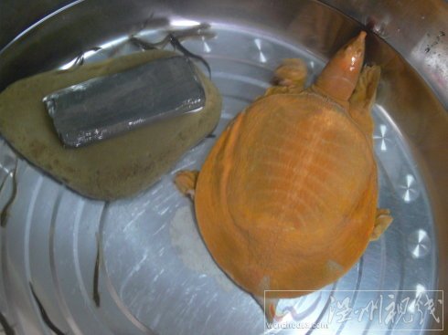 金黃色的甲魚