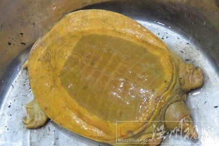 村民抓到一只金色甲魚