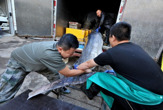 青島漁民破紀錄：捕獲619斤巨型箭魚。