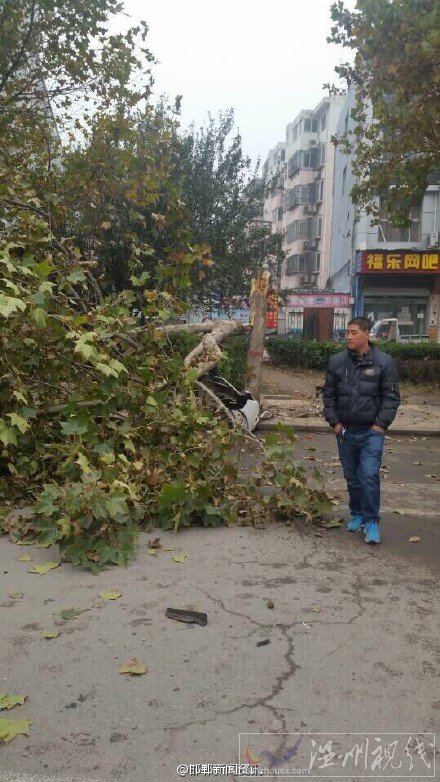 滏河大街轎車撞樹上