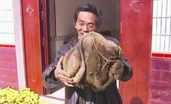 老農(nóng)種出超級(jí)山芋