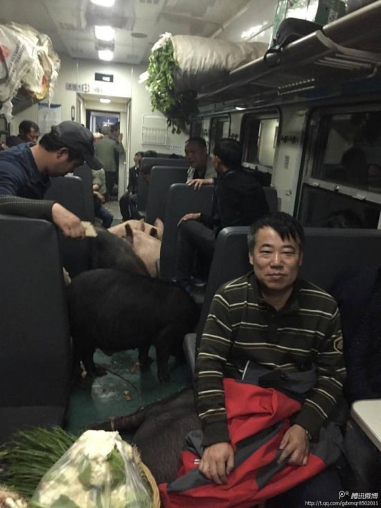 二師兄坐火車真相是彝族鄉(xiāng)親把豬趕到縣城去賣