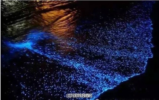 深圳現熒光海