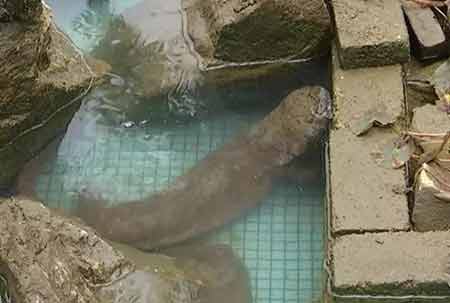 凈水廠現(xiàn)四腳魚