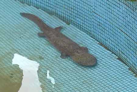 凈水廠現(xiàn)四腳魚
