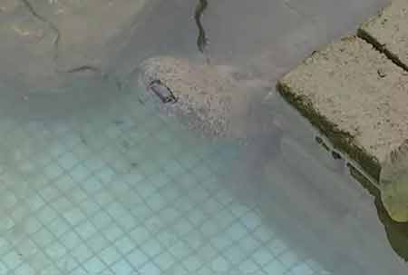 凈水廠現(xiàn)四腳魚