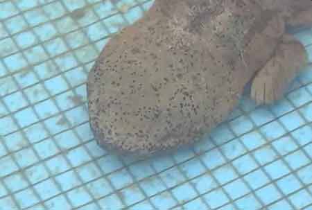 凈水廠現(xiàn)四腳魚