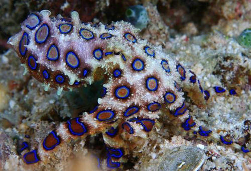 藍環章魚當寵物賣
