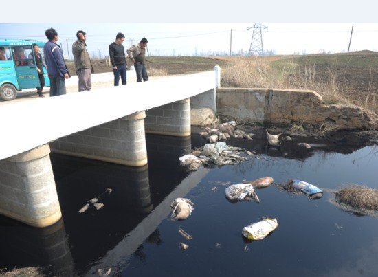 河道現40頭死豬