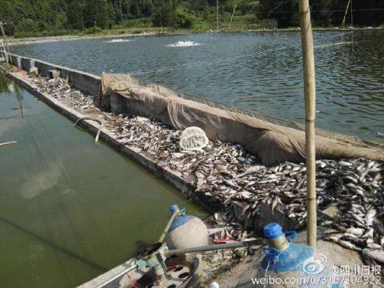 高溫熱死魚