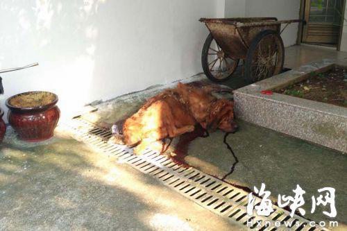 藏獒沒吃飽咬主人
