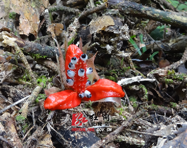奇花現(xiàn)炎陵神農(nóng)谷
