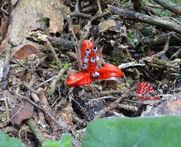 奇花現(xiàn)炎陵神農(nóng)谷