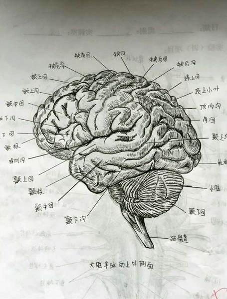 手繪解剖圖走紅