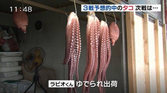 預言帝章魚哥被煮