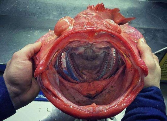 漁夫發布奇特生物