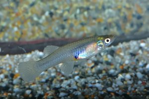 佛山投數千滅蚊魚 